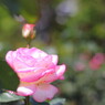 rose garden11柏の葉公園