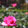 rose garden12柏の葉公園