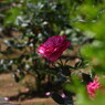rose garden15柏の葉公園