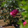 rose garden15柏の葉公園