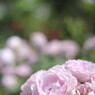 rose garden17柏の葉公園