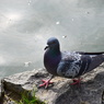 pigeon