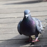 pigeon