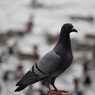 pigeon