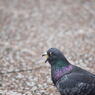 pigeon