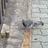 pigeon