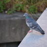 pigeon