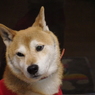 うつむく柴犬　その２