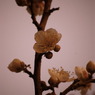 梅の花