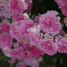 ピンクの薔薇