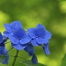 紫陽花　青