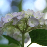 青い紫陽花と