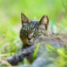 猫を隠すなら藪の中