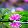 鏡花止水