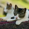 眠眠