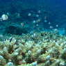 沖縄・渡嘉敷島