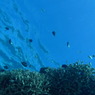 沖縄・渡嘉敷島