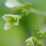 柏葉紫陽花