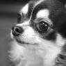 Family dog　Rara
