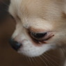 Family dog　Gizmo