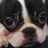 Family dog　Mignon