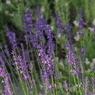 mini purple