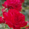 紅い薔薇