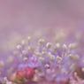 花空間