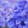 紫陽花色