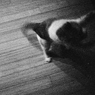 Cat Dancer - 9
