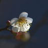 樹齢１００年以上　梅の花