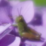 おすわり