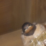 軒下の視線