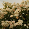 夕暮れの薔薇