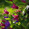壁の花　２