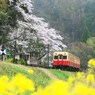 春の大久保駅
