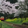 養花天