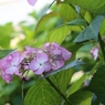 紫陽花 