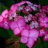 紫陽花 ・2
