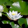睡蓮 