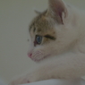 幼い命　　PP:S-Log2