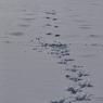 氷上の滑走路