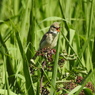 DSCN0433