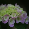 紫陽花　主張