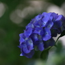 紫陽花　青い花