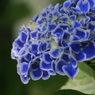 紫陽花　白縁青花