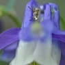 庭の花　オダマキ　ちびバッタ