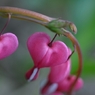 庭の花　ケマンソウ　赤花