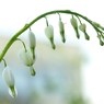 庭の花　ケマンソウ　白花