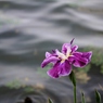 菖蒲 